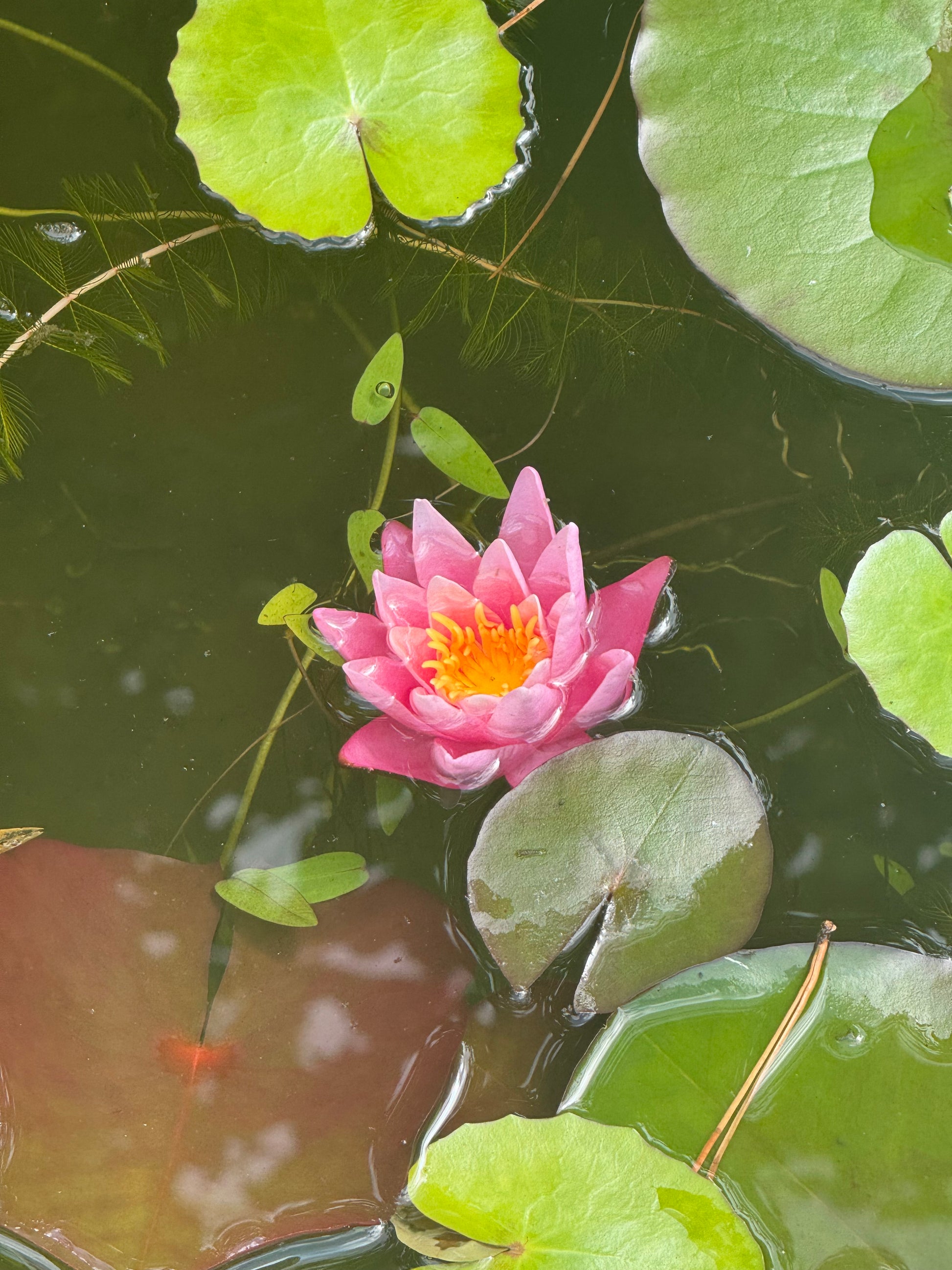 Pink water lily flower with green leaves on a pond