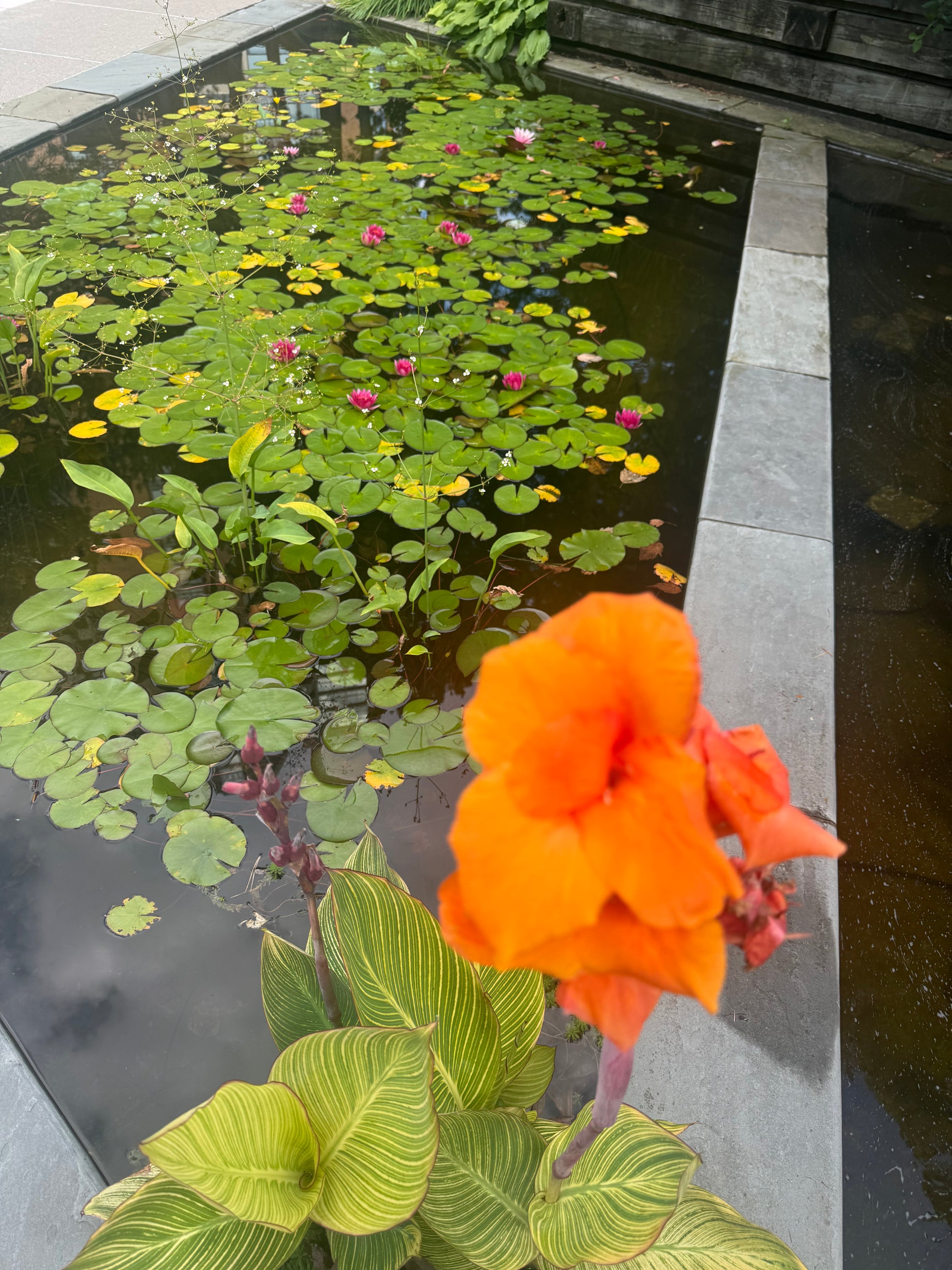Orange flower in front of a pond with lilies