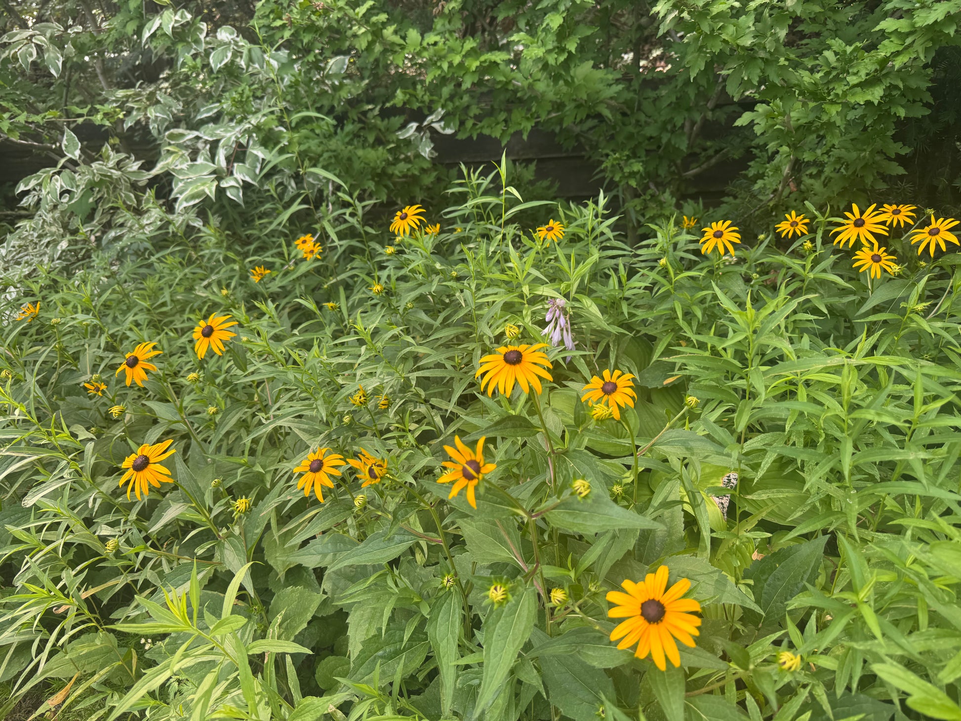 Yellow flowers with green leaves in a natural setting